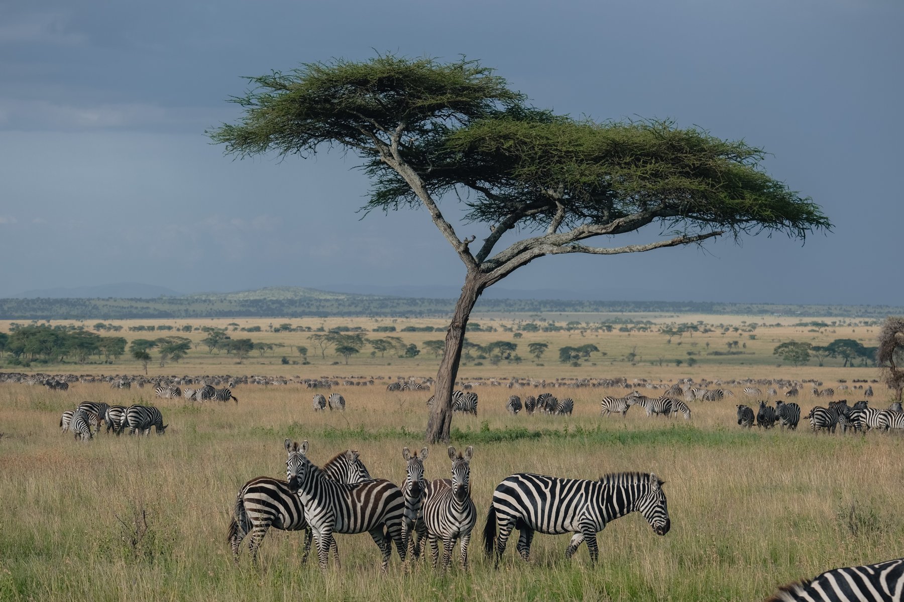 Serengeti Migration Journey